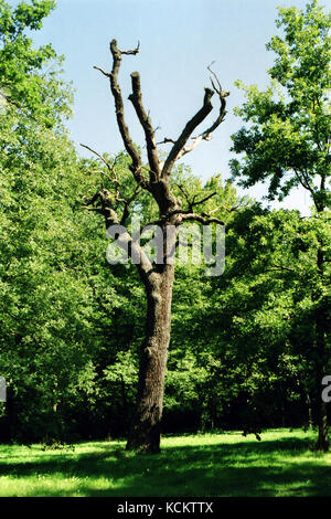 Toter Baum im Wald Stockfoto