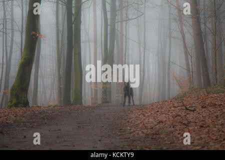 Nebligen winter wonderland im Wald Stockfoto