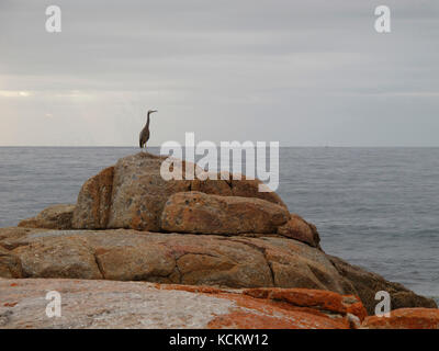 Rote, mit Flechten bedeckte Granitfelsen am Vorland, mit einem Weißgesichtenreiher (Egretta novaehollandiae), der das Wasser vermessen hat. Bicheno, östlich von Tasmani Stockfoto