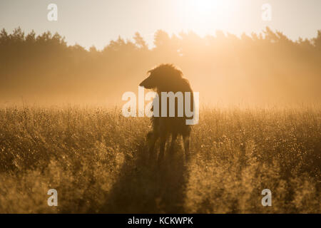 nebligen Sonnenaufgang Stockfoto