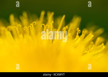 Die Nahaufnahme des gewöhnlichen Löwenzahn (Taraxacum officinale) blüht Stockfoto