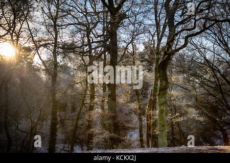 Nebligen winter wonderland im Wald Stockfoto