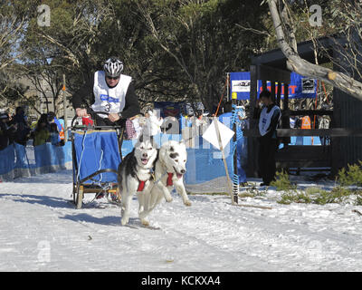 Ein Schlittenhundenteam zu einem begeisterten Start. Dinner Plain, Mount Hotham, im Nordosten von Victoria, Australien Stockfoto