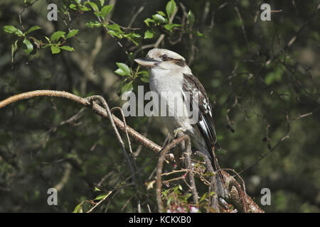 Lachende Kookaburra (Dacelo novaeguineae) auf einem Ast. Devonport, Tasmanien Stockfoto