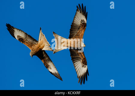 Zwei rote Drachen (Milvus milvus) Schwanz zu Schwanz Stockfoto