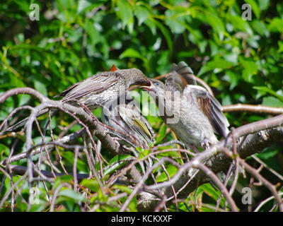 Kleiner Wattlebird (Anthochaera chrysoptera) Elternteil, der zwei Junge füttert. Beide Geschlechter kümmern sich um die Küken. Devonport, Tasmanien, Australien Stockfoto