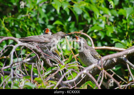 Kleiner Wattlebird (Anthochaera chrysoptera) Elternteil, der zwei Junge füttert. Beide Geschlechter kümmern sich um die Küken. Devonport, Tasmanien, Australien Stockfoto