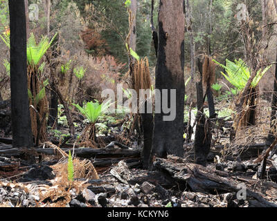 Die Regeneration ist etwa zwei Monate nach den katastrophalen Buschbränden offensichtlich. Upper Mersey River Valley, Nordwesten Tasmaniens, Australien Stockfoto