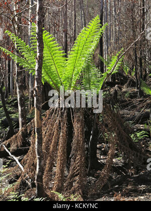 Die Regeneration ist etwa zwei Monate nach den katastrophalen Buschbränden offensichtlich. Upper Mersey River Valley, Nordwesten Tasmaniens, Australien Stockfoto