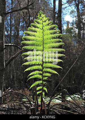 Die Regeneration ist etwa zwei Monate nach den katastrophalen Buschbränden offensichtlich. Upper Mersey River Valley, Nordwesten Tasmaniens, Australien Stockfoto