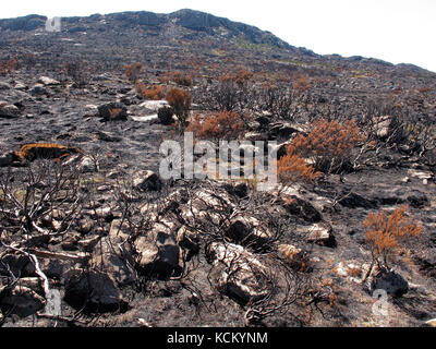 Durch katastrophale Buschbrände verursachte schwere Schäden an der empfindlichen Umwelt des Central Plateau. Great Western Tiers, Nordtasmanien, Australien Stockfoto