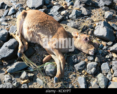 Das junge Kalb wurde an Land gespült, nachdem es von Hochwasser weggetragen worden war. Devonport, Tasmanien, Australien Stockfoto