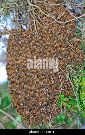 Westliche Honigbienen (APIs mellifera) schwärmen auf einem Baum. Tasmanien, Australien Stockfoto