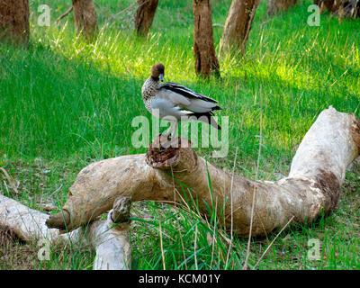 Australische Holzente (Chenonetta jubata) auf einem Baumstamm in den Benalla-Feuchtgebieten. Northern Victoria, Australien Stockfoto