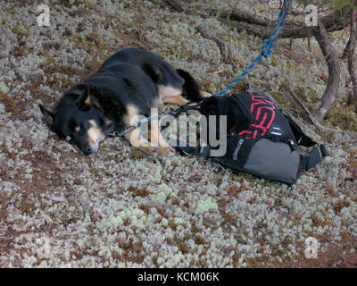 Der Zuschauerhund schläft, während der Besitzer die erste Inszenierung eines Mountainbike-Rennens der Enduro World Series in Australien beobachtet. Stockfoto