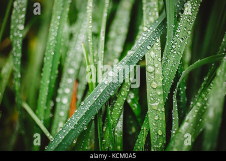 Frische dichte Gras mit Tautropfen Stockfoto