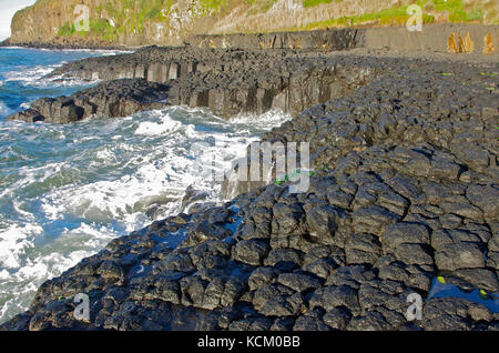 Säulenbasalt einer freigelegten Wellenschneideplattform bei Don Heads, in der Nähe von Devonport, Nordwest-Küste, Tasmanien, Australien Stockfoto