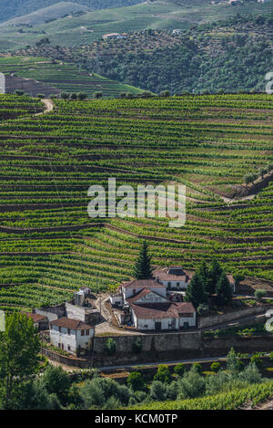 Blick auf Weinberge von Quinta Dona Maria, Douro Tal, Stockfoto