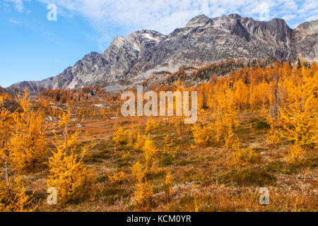 Mount Monica oben fallen Lärchen in Monica suchen, Purcell Mountains in British Columbia, Kanada. Stockfoto