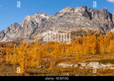 Mount Monica oben fallen Lärchen in Monica suchen, Purcell Mountains in British Columbia, Kanada. Stockfoto