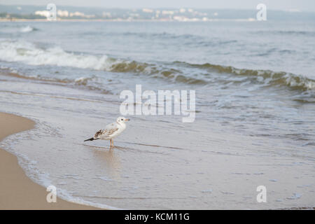 Unreife gemeinsame Lachmöwe (chroicocephalus ridibundus) an einem Strand in Polen. Stockfoto