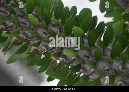 Cactus subtropisch-grün und wenig Blätter - wenig spitzen Nahaufnahme Makro - Detail Stockfoto