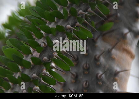 Cactus subtropisch-grün und wenig Blätter - wenig spitzen Nahaufnahme Makro - Detail Stockfoto