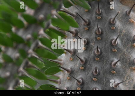 Cactus subtropisch-grün und wenig Blätter - wenig spitzen Nahaufnahme Makro - Detail Stockfoto