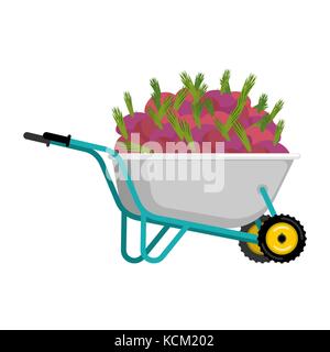 Schubkarren und Zuckerrüben. Gemüse im Garten Trolley. grosse Ernte Vector Illustration Stock Vektor