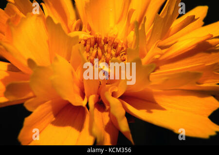 Gelbe perenial Flower coreopsis Integrifolia Stockfoto