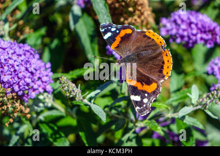 Schmetterling auf lila Blumen, Imst, Österreich Stockfoto