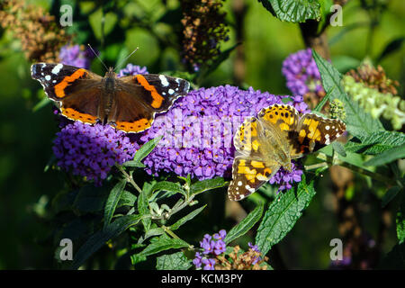 Schmetterling auf lila Blumen, Imst, Österreich Stockfoto