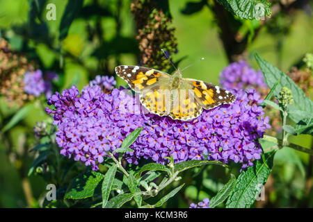 Schmetterling auf lila Blumen, Imst, Österreich Stockfoto