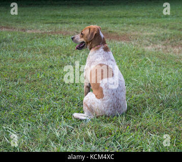 Hund im Gras sitzen Stockfoto