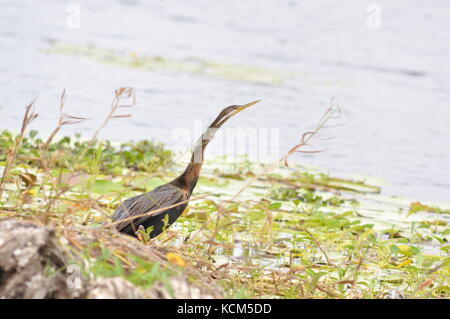 Australasian schlangenhalsvogel (anhinga melanogaster) eine Pause, Ross River, Townsville, Australien, Sept/Okt 2017 Stockfoto