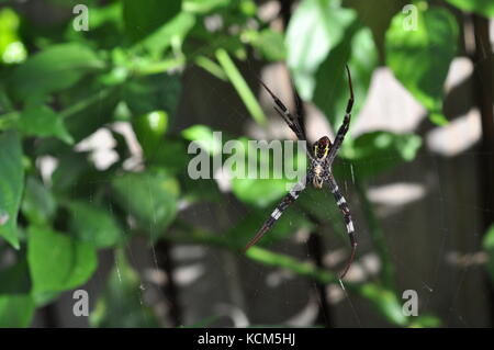 St Andrews cross Spider (argiope keyserlingi), Townsville, Queensland, Australien Stockfoto