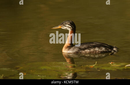 Ein seltener Rothalsgrebe (Podiceps grisegena), der in einem See schwimmt. Stockfoto
