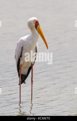 Yellow-billed Stork (mycteria Ibis), Nairobi National Park, Kenia Stockfoto