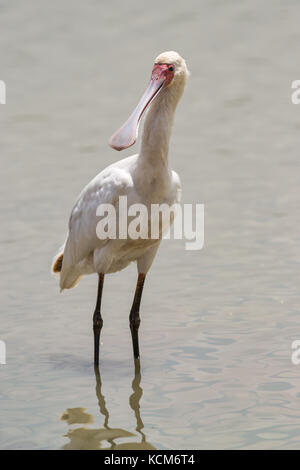 Afrikanische Löffler (Platalea alba) im flachen Wasser, Nairobi National Park, Kenia Stockfoto