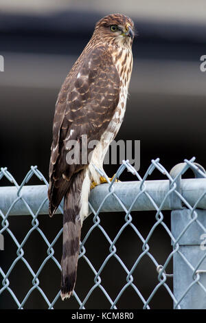 September 2017 Windsor, Kanada coopers Hawk ruht auf Zaun Stockfoto