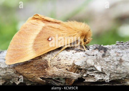 Das Gras (eggar lasiocampa trifolii) Stockfoto