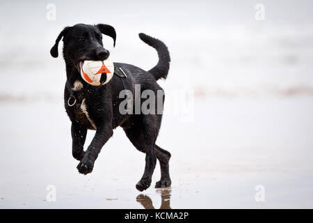 Gijon, Asturien, Spanien. Hunde spielen am Strand von San Lorenzo. Gijón hat 38.675 Hunde Stockfoto