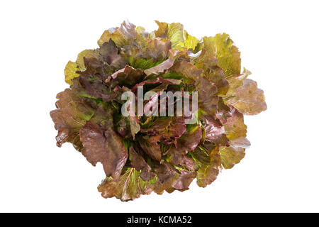 Red Leaf lolo rosso Salat auf weißem Hintergrund Stockfoto