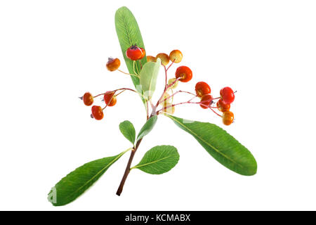 Orange Beeren der Weißdorn, isoleted Ona weißen Hintergrund. Stockfoto