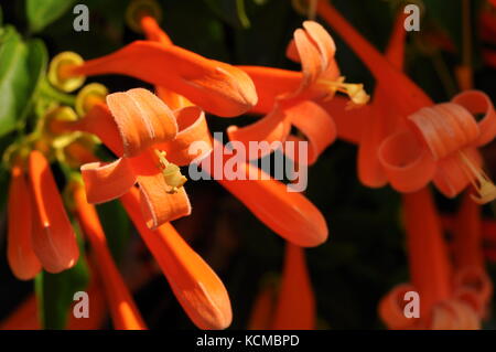 Orange Trompete Kriechgang (pyrostegia Venusta) Blumen im Oktober, Townsville, QLD, Australien Stockfoto