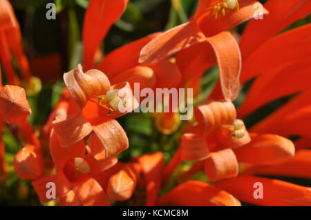 Orange Trompete Kriechgang (pyrostegia Venusta) Blumen im Oktober, Townsville, QLD, Australien Stockfoto