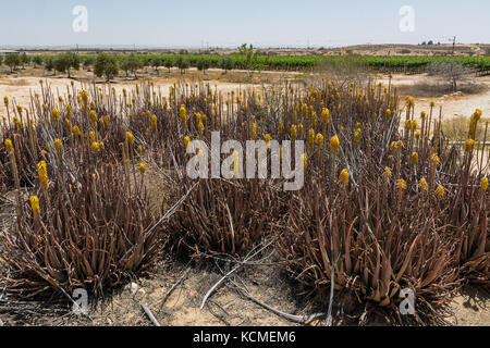 Rota Winery, Negev, Israel Stockfoto