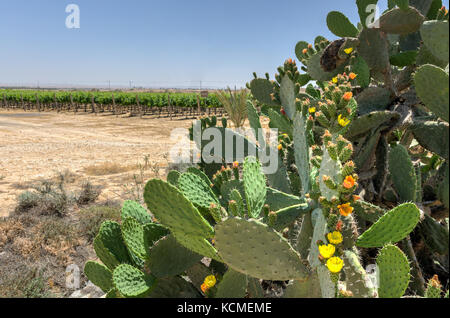 Rota Winery, Negev, Israel Stockfoto