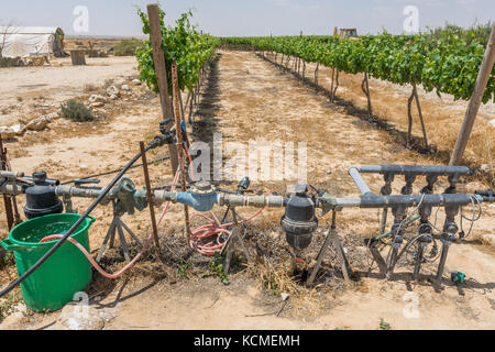 Rota Winery, Negev, Israel Stockfoto