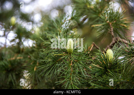 Details einer Zweigniederlassung mit kleinen Jungen Kegel des alten Libanon Zeder Stockfoto